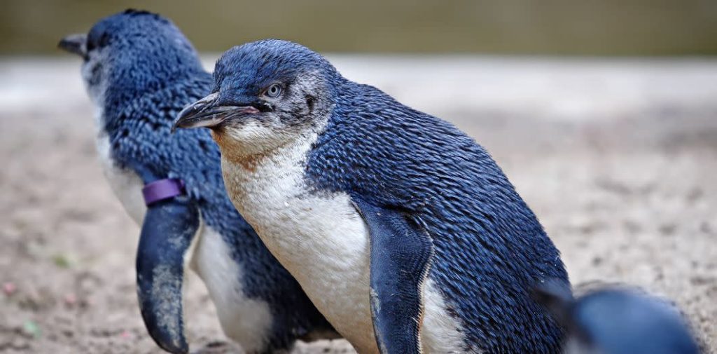 Hundreds of penguins washed up on New Zealand beaches
