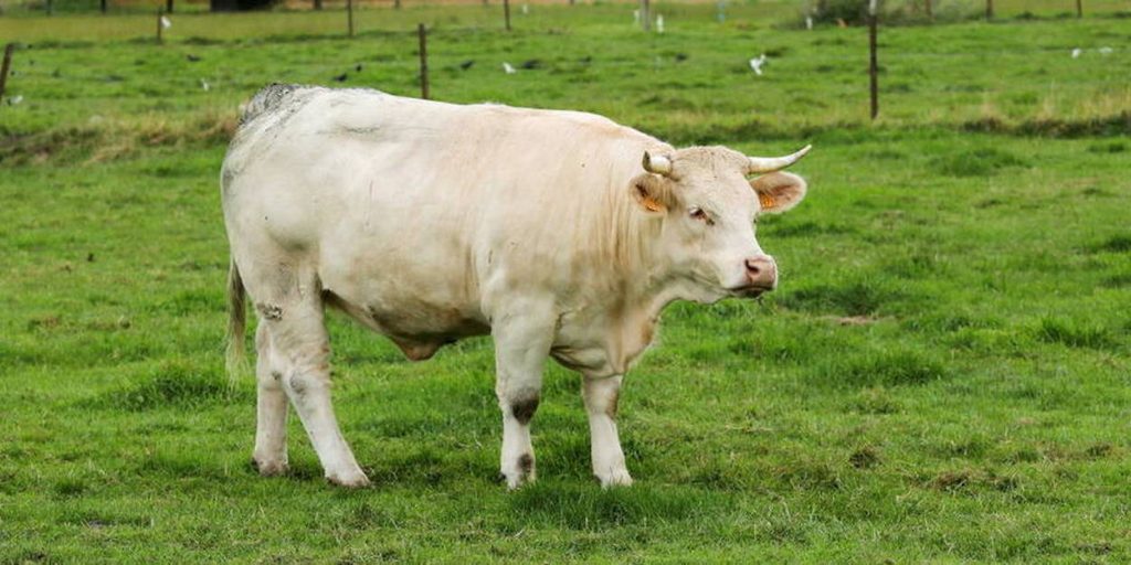 New Zealand: Cow burps to be taxed soon to reduce carbon dioxide