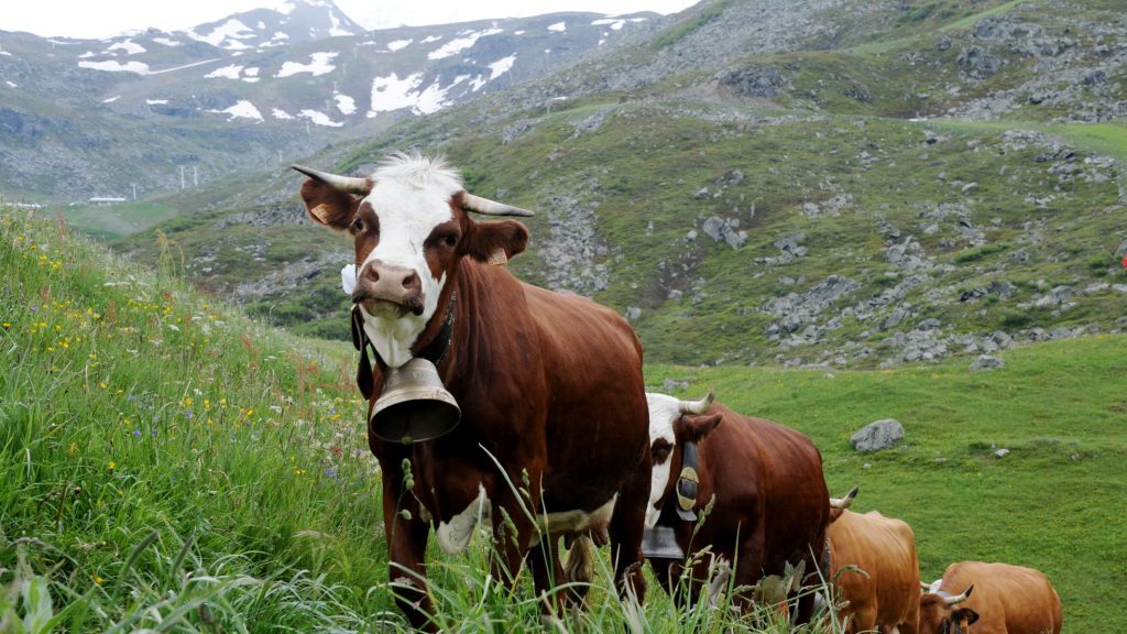 New Zealand will tax methane from burping its cows and sheep