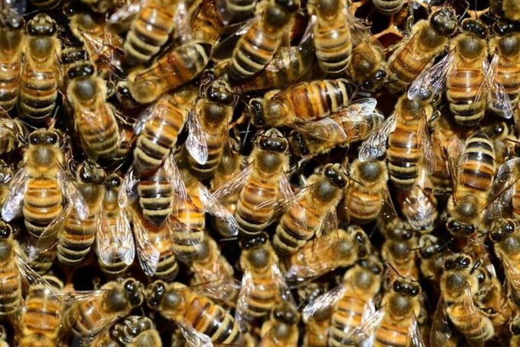 They wanted to save the bees, and they found 6000 of them in the wall of their house - Edition du soir Ouest-France