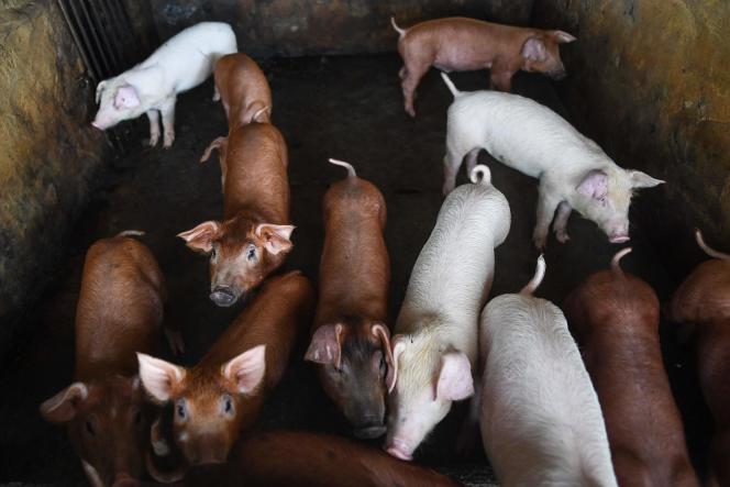 Pigs in a barn on a farm on the outskirts of Hanoi on June 2, 2022.