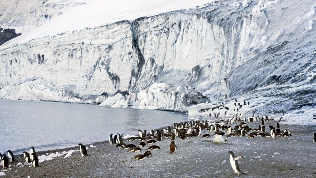 Watch "Antarctica" again on 3sat: repeat the nature documentary on TV and online