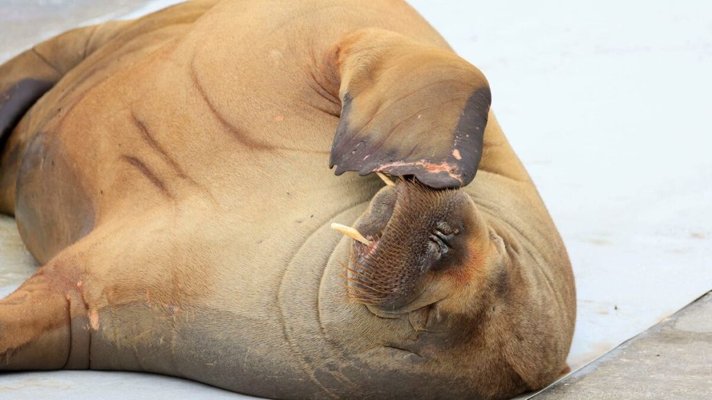 600kg and more than a thousand kilometres: Freya walruses now making headlines in Norway