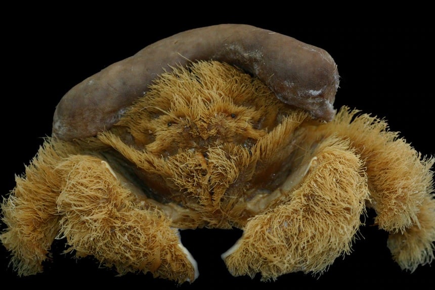 Australian hairy crab
