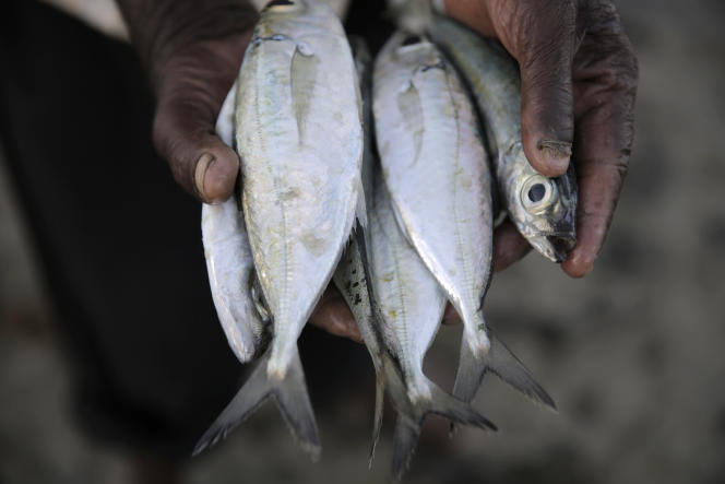 A professional Kenyan fisherman displays his catch of rabbit fish, on June 11, 2022, at Shimoni Harbor in Kwale County. 