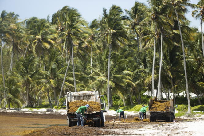 The removal of sargassum, a brown algae, on a beach in Punta Cana, Dominican Republic, on June 2.