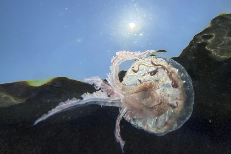Jellyfish are the scourge of swimming, but they are a treasure trove of science