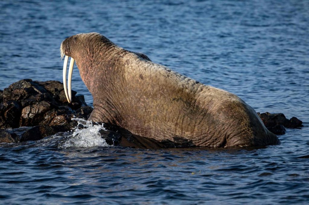 Videos.  A 700kg walrus sinks several boats while trying to nap there
