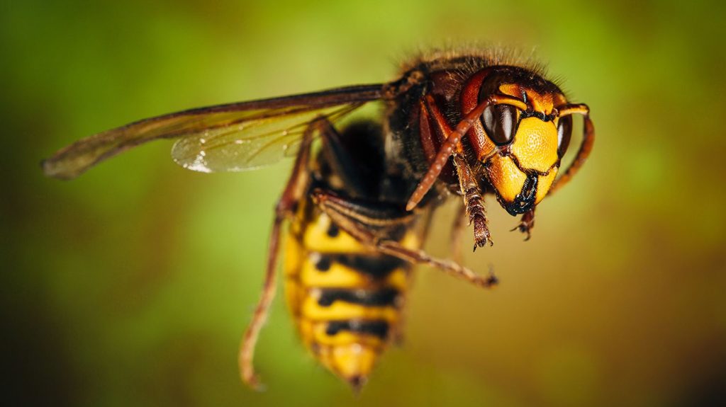 Wasps are able to make abstract choices