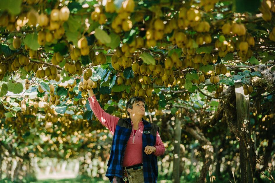 kiwi |  Zosbury boosts kiwifruit exports thanks to EU-New Zealand Free Trade Agreement |  Fruits and vegetables succeed