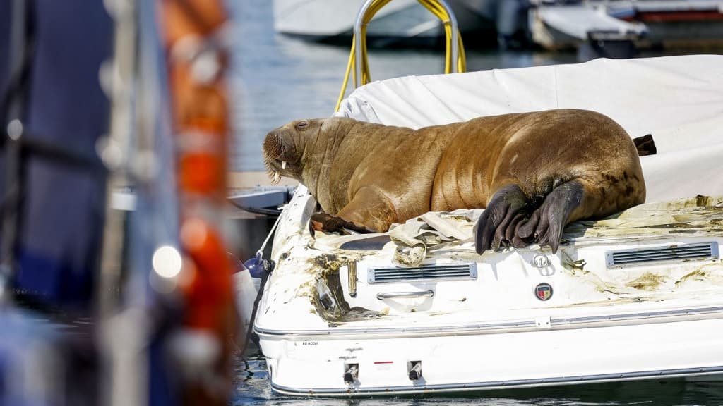 Norway plans to euthanize Freya, the walrus that became the star of the summer