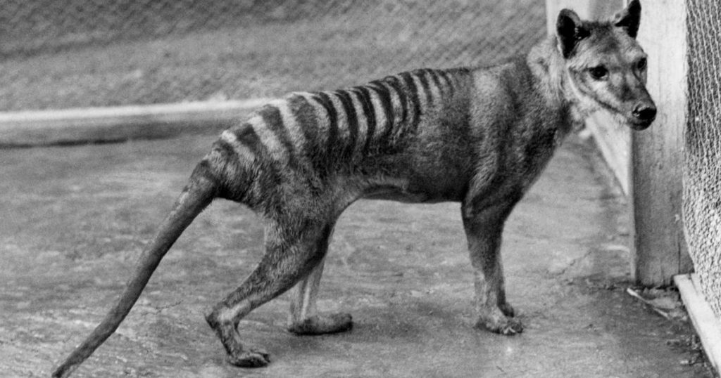 Scientists want to revive the Tasmanian tiger with its DNA – rts.ch