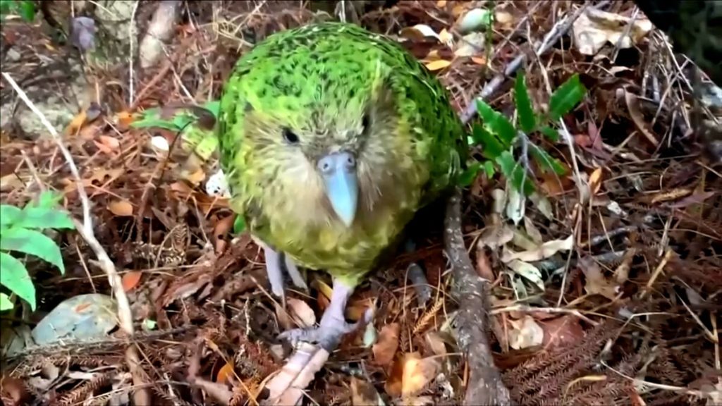 video.  Recovering kakapo in New Zealand