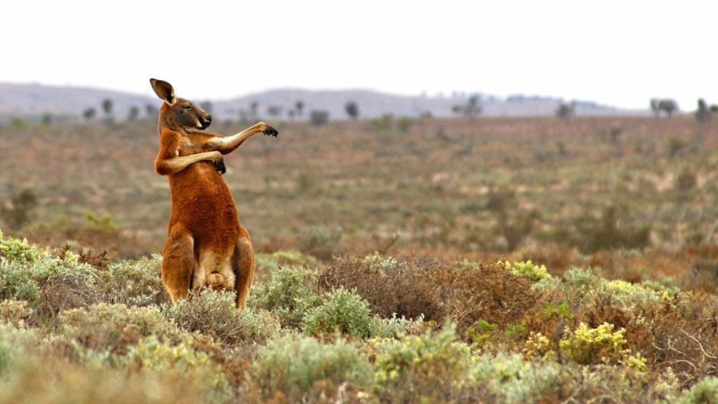 The first deadly kangaroo attack in Australia since 1936