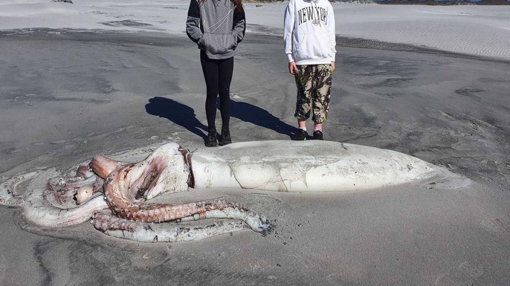 New Zealand: They found a giant squid that was washed ashore