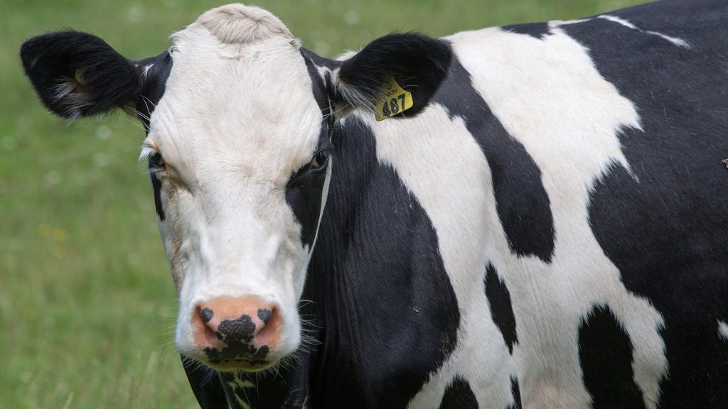 New Zealand wants to tax cow burps to reduce greenhouse gas emissions