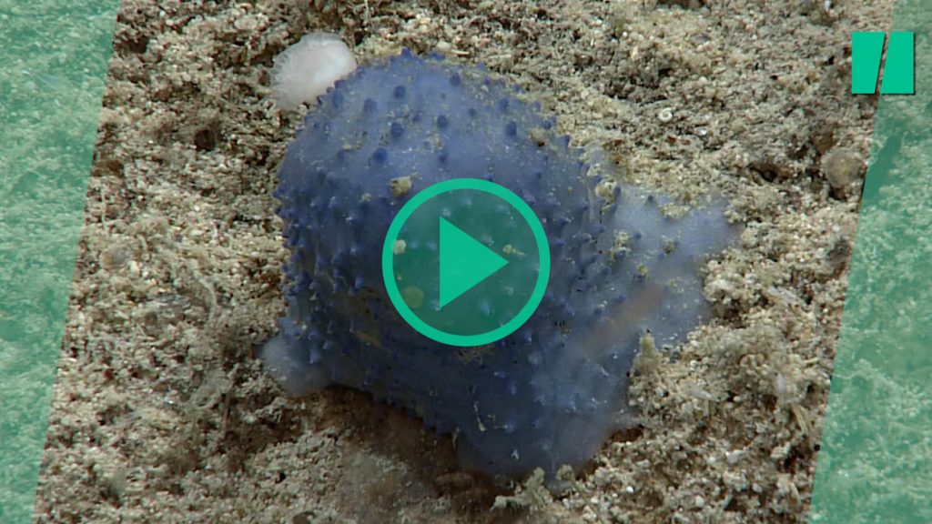 This blue creature found in the Caribbean leaves scientists unanswered