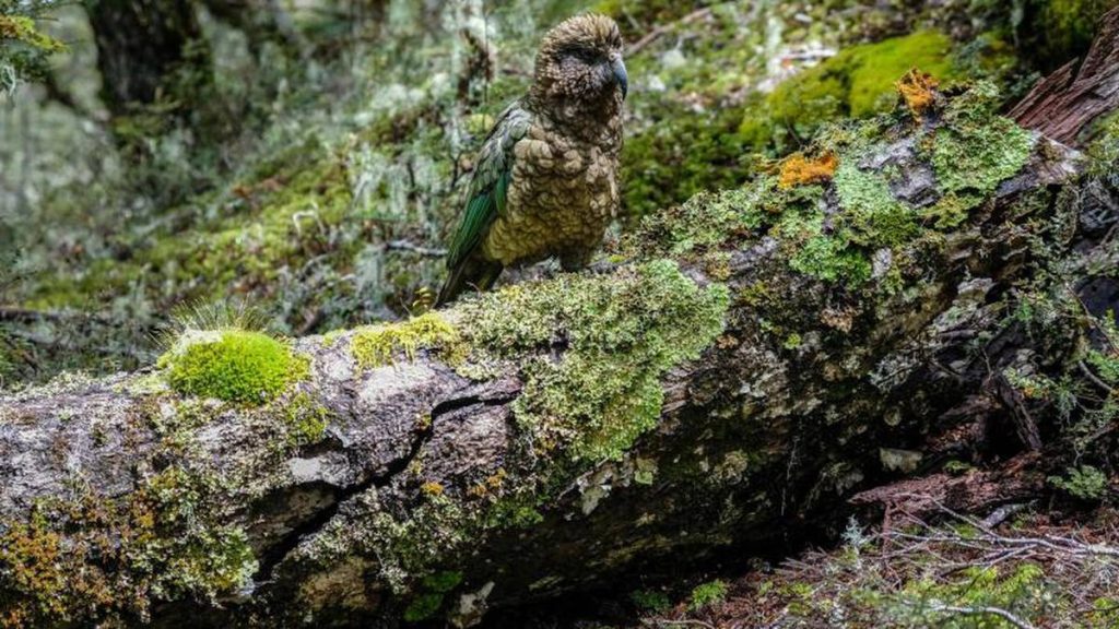 A parrot in New Zealand steals a GoPro and films its escape