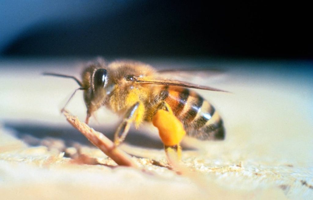 Man in coma after being stung 20,000 times by killer bees