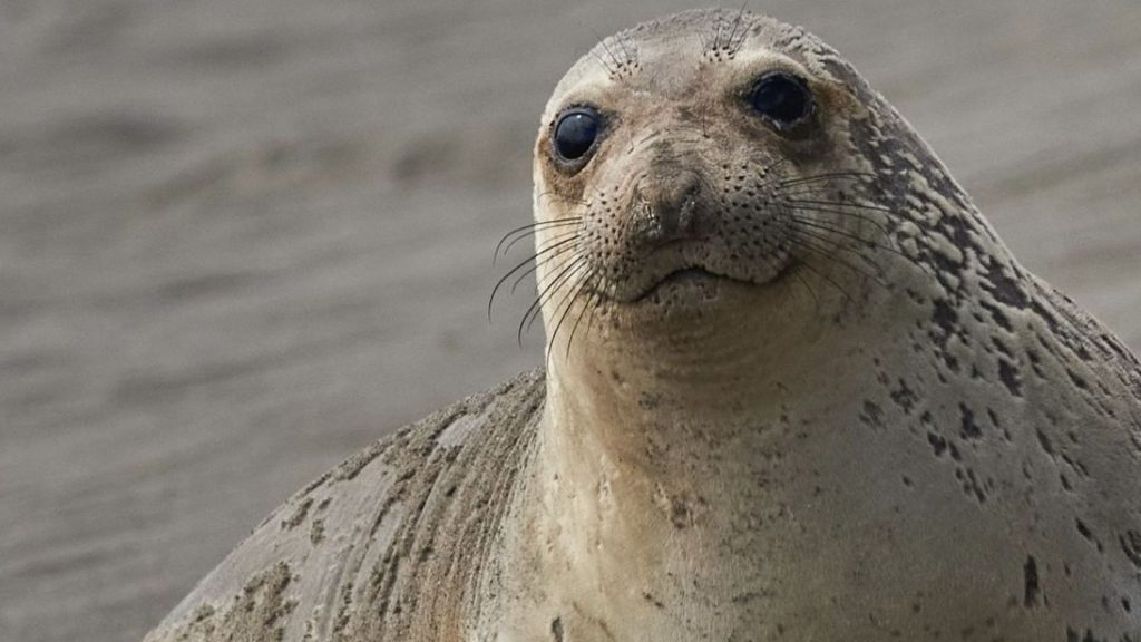 New Zealand: a sea lion enters the house