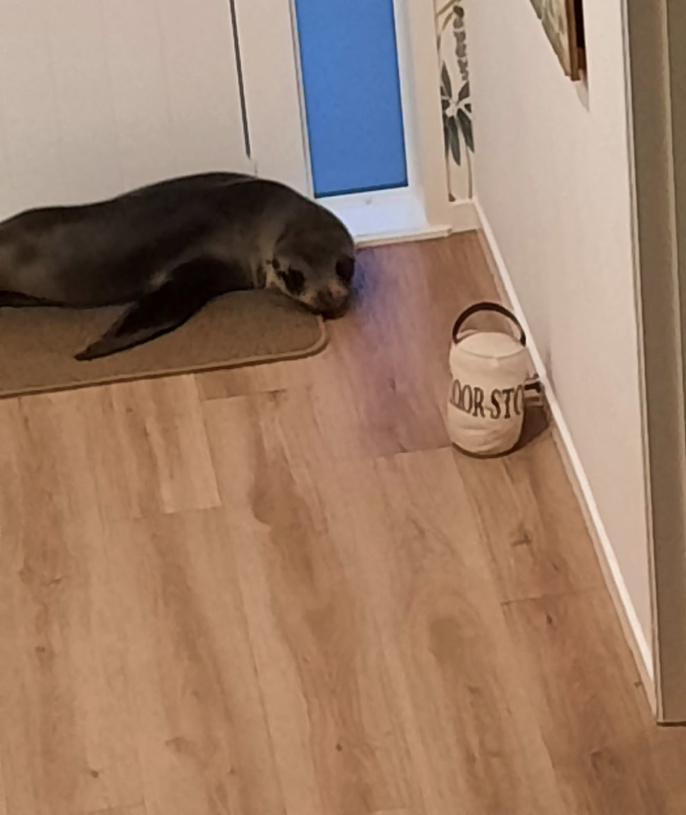 Rob Oscar is chilling on a doormat in the hallway