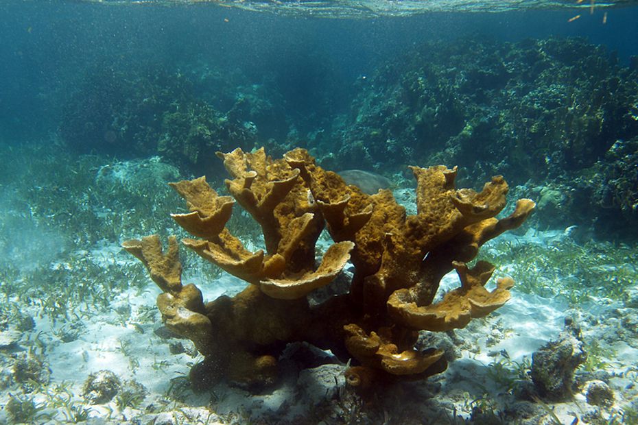 Scientific discovery could save endangered Caribbean coral reefs