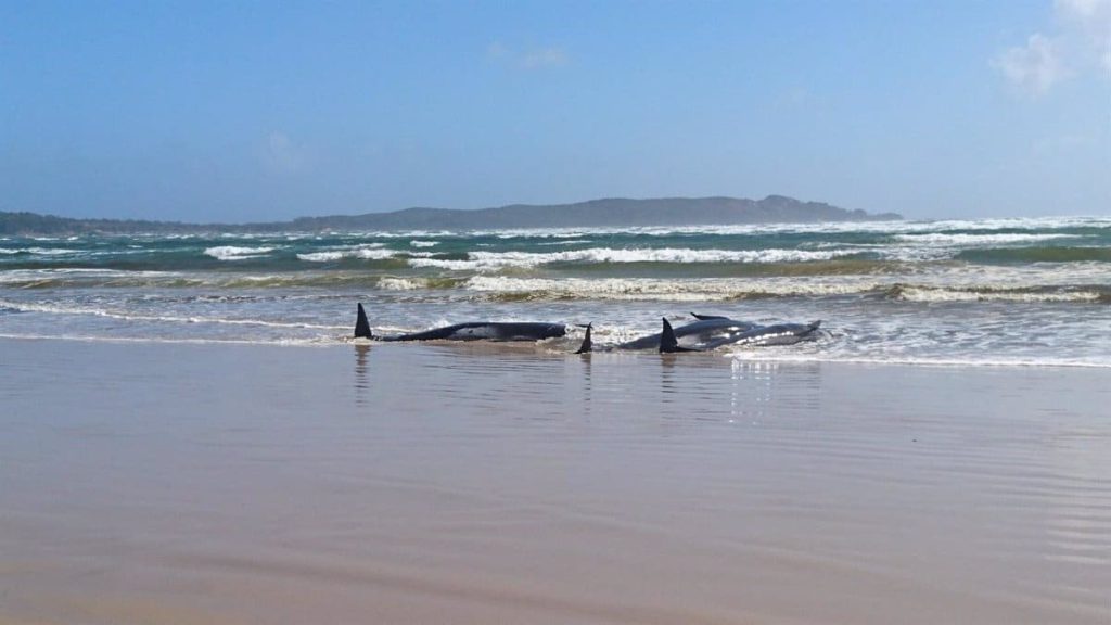 250 pioneer whales die after being washed ashore in New Zealand