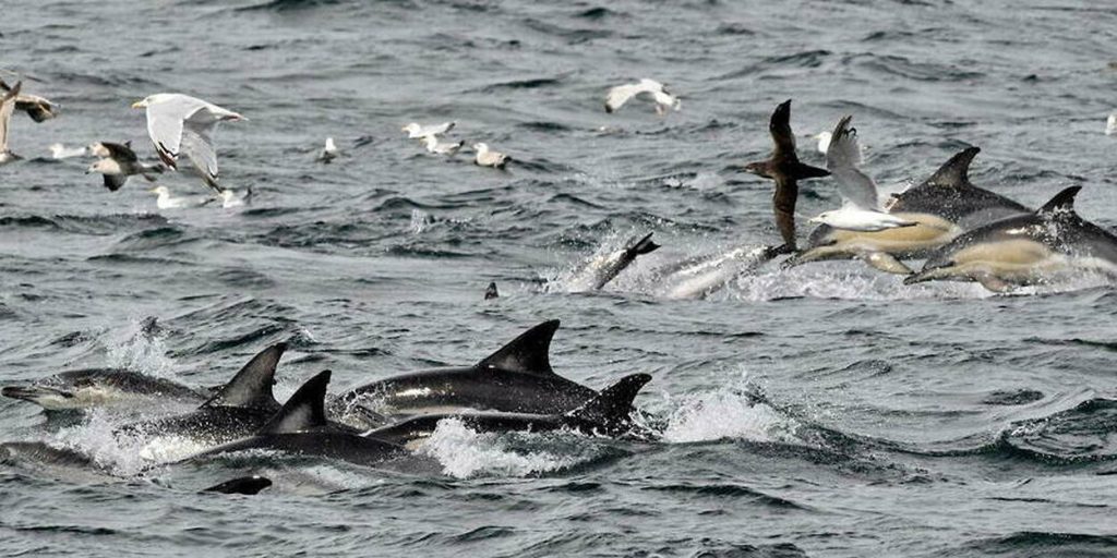 500 pilot dolphins die off New Zealand