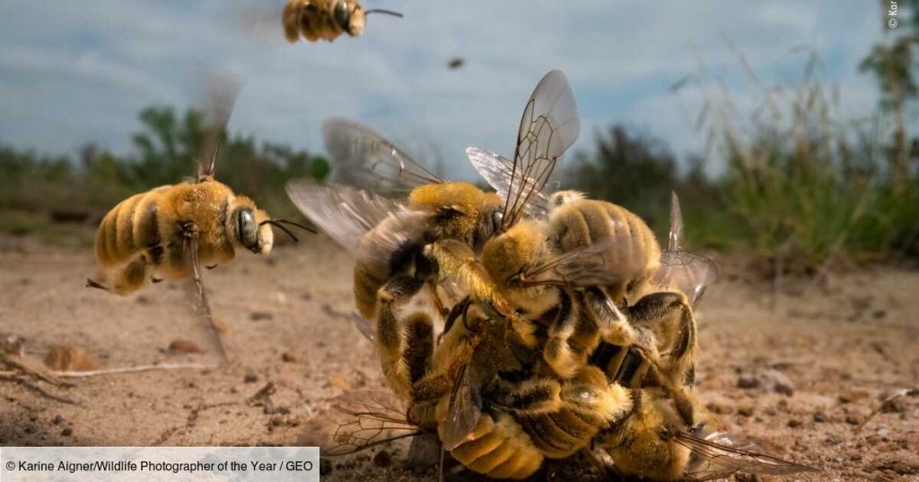 Bee 'Ball' and Whale Mouth: Discover Wildlife Photographer's Best Pictures of 2022