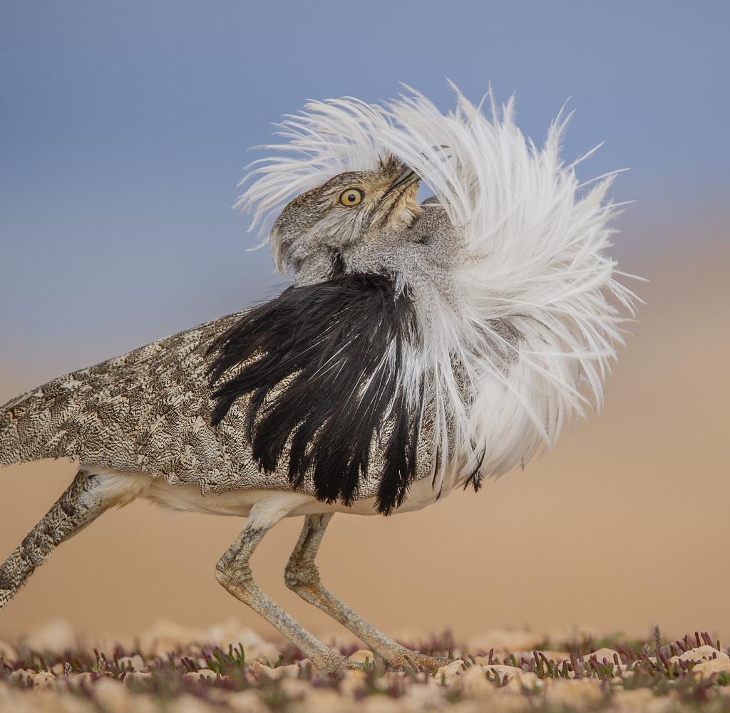 Puffy bustards in front of the camera in the Canary Islands