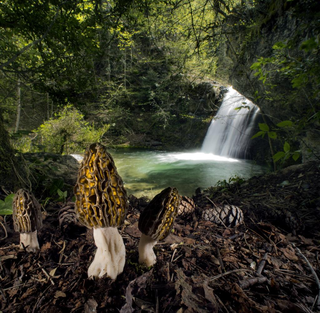 Plants and mushrooms in a forest near Mount Olympus in Greece