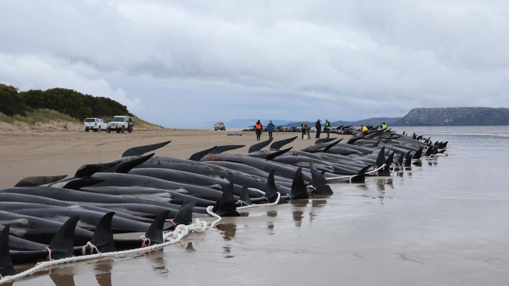 New Zealand: Schools of sharks prevent rescue of 500 stranded dolphins