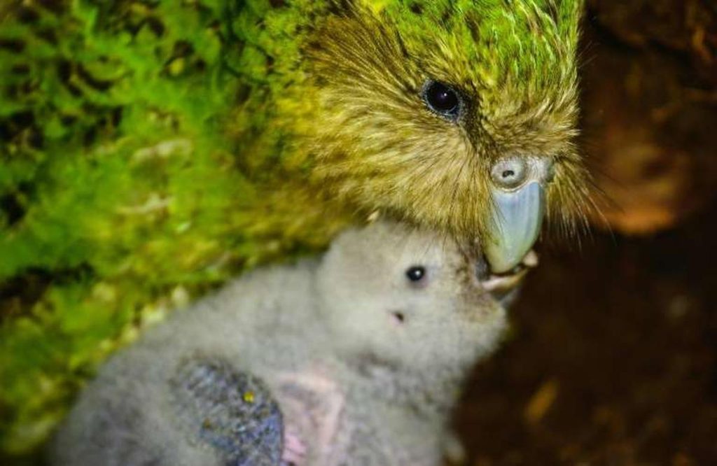 In New Zealand, a charismatic parrot is deprived of beauty contests