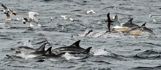 About 500 pilot dolphins have died in recent days in the remote Chatham archipelago off the coast of New Zealand.  (Illustrative image)