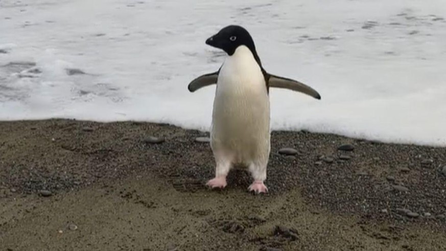 Antarctic penguin swims 3000 km to New Zealand
