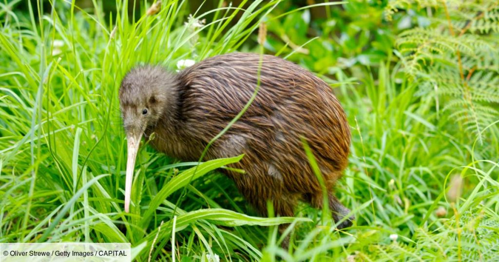 'Dream job': New Zealand is looking for candidates to protect its favorite bird