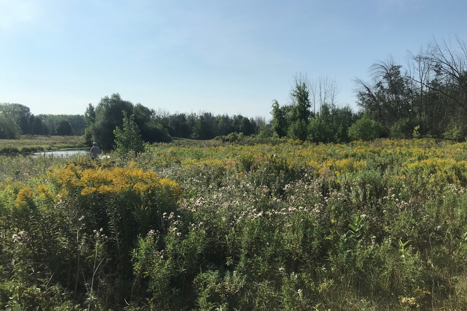 Green space for protection near Trudeau Airport