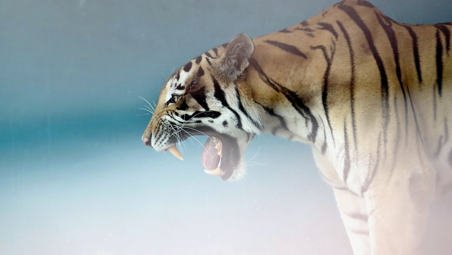 It terrified the population and ate 9 people: a "man-eating" tiger was killed in India