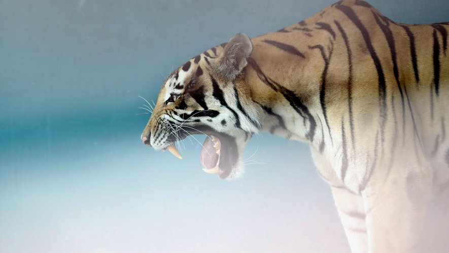 It terrified the population and ate 9 people: a “man-eating” tiger was killed in India