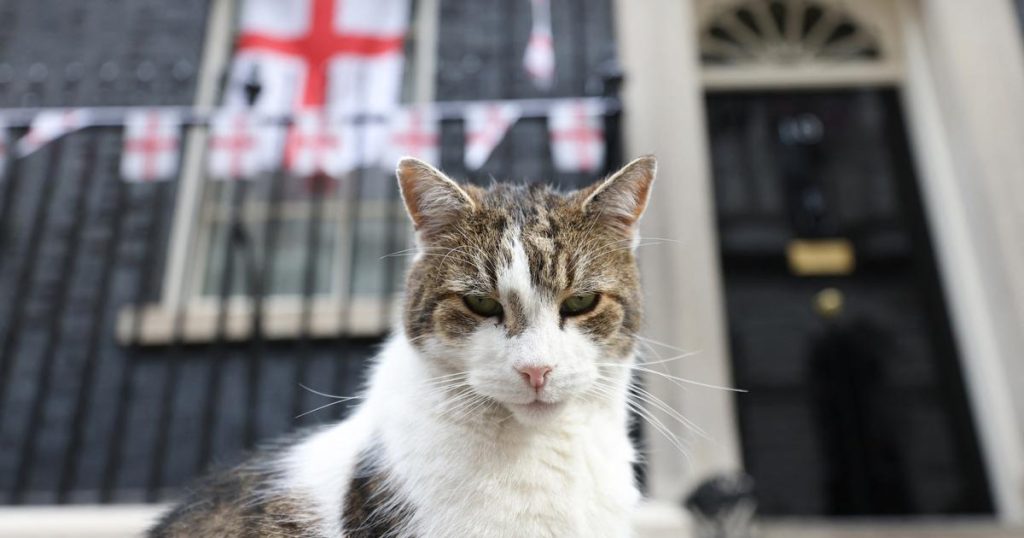 Larry, the cat from 10 Downing Street, steals the show with this video