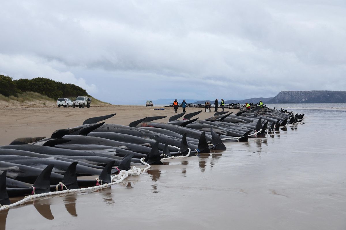 A little over two weeks ago, about 200 pilot dolphins perished on a beach in Tasmania, Australia.