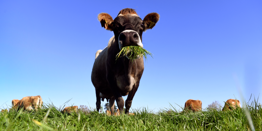 New Zealand wants to tax cow farts to fight climate change