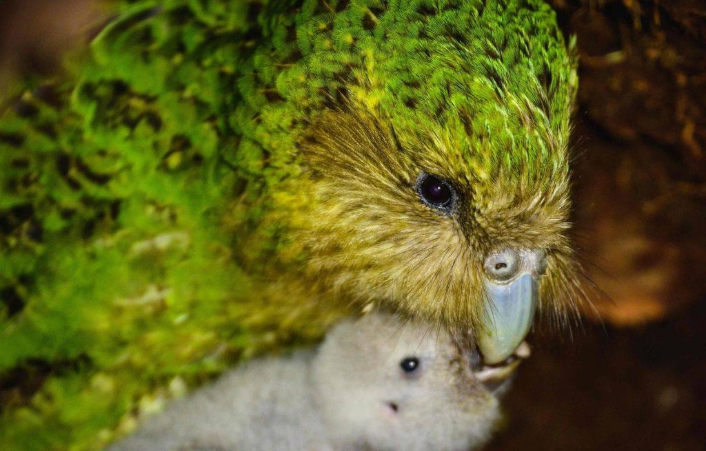 The exclusion of a parrot from the beauty pageant sparked controversy