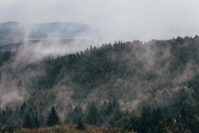 The phenomenon of evaporation - the release of moisture into the air - in a fir forest near Liberec, Czech Republic, in September 2020.