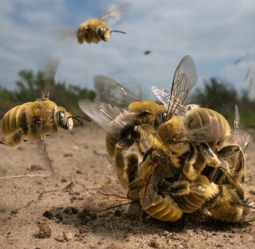 A group of male bees compete to mate with a female bee.