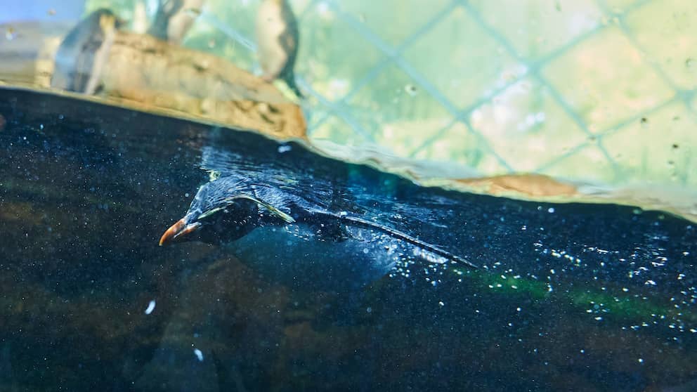 Visitors can watch the penguins diving under the water