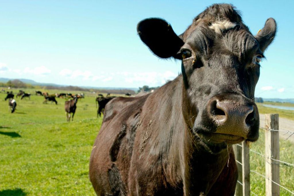 In the fight against climate change: New Zealand wants to tax cow burps