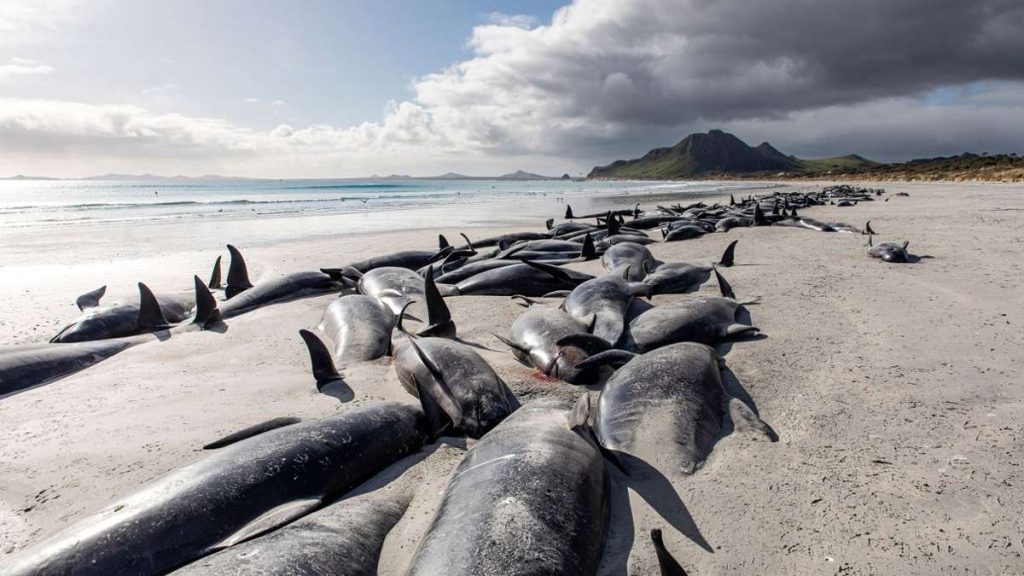 New Zealand: Nearly 240 pilot whales died after stranding