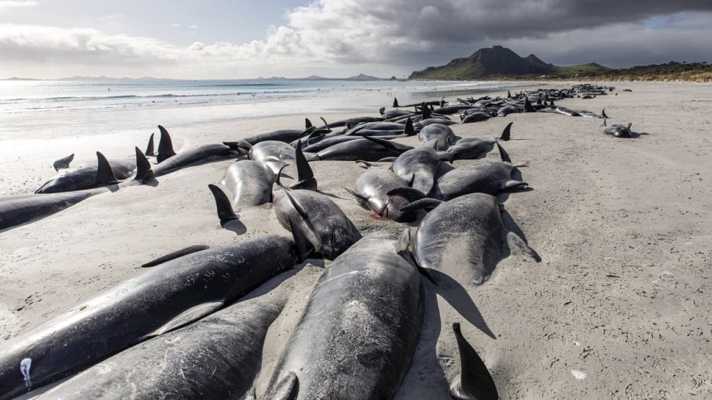 New Zealand: Nearly 500 pilot whales dead – many mercilessly killed |  News