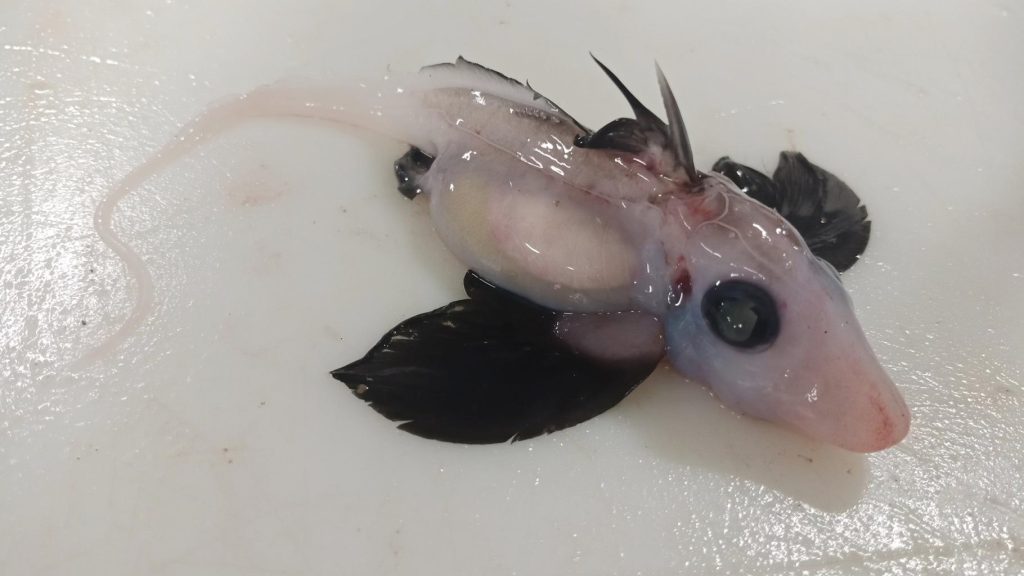 A rare young ghost shark has been discovered in New Zealand